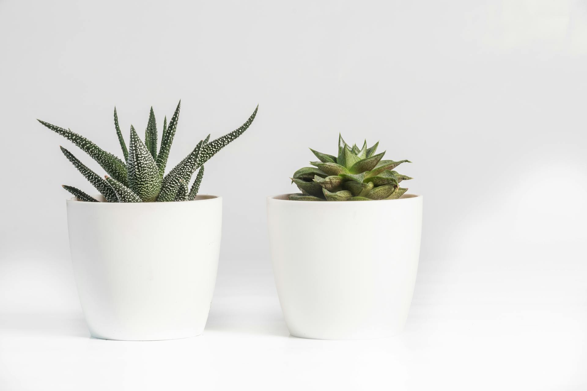 Cómo enviar plantas: Armar pedidos con éxito