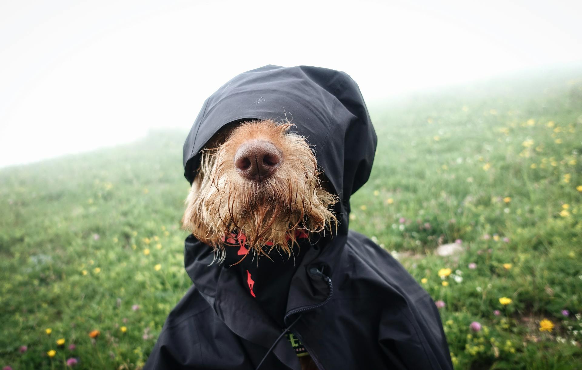 ¿Es rentable vender ropa para perros?